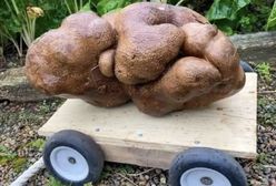 Rekordowy ziemniak to nie ziemniak. Odkrywcy w rozpaczy