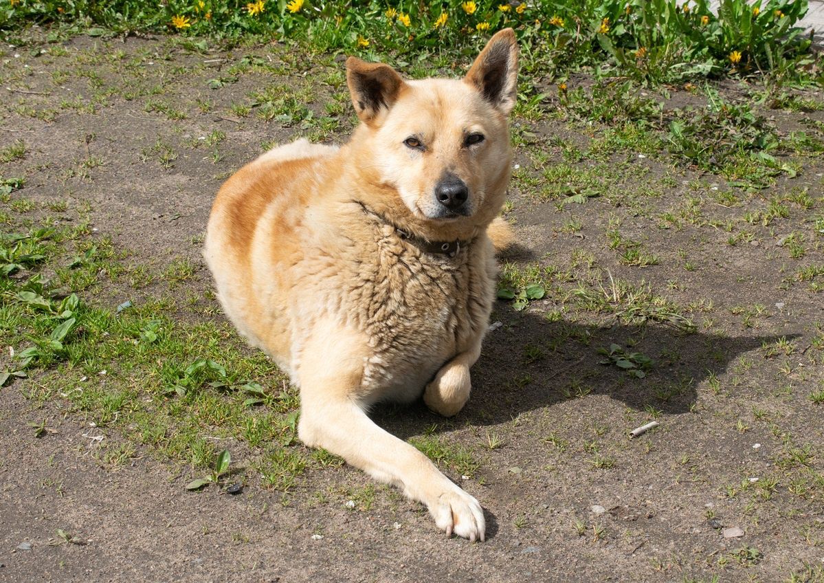 Niektóre rośliny zagrażają zdrowiu psów / zdjęcie poglądowe