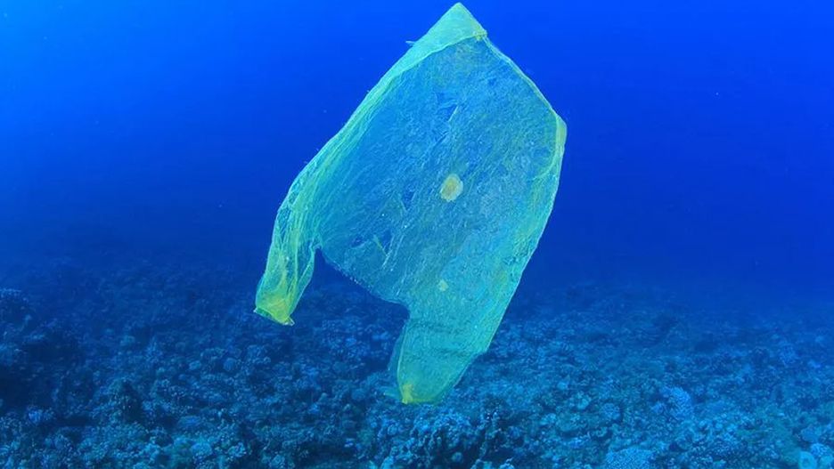 Czy grzyby pomogą w walce z plastikiem?