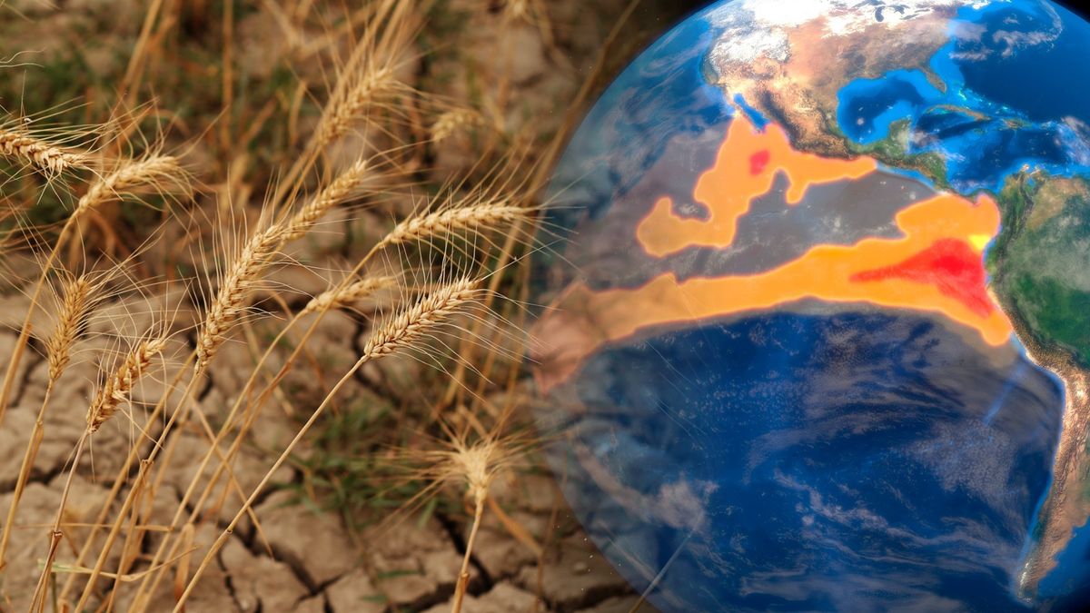 El Nino zagrozi rynkowi żywności?