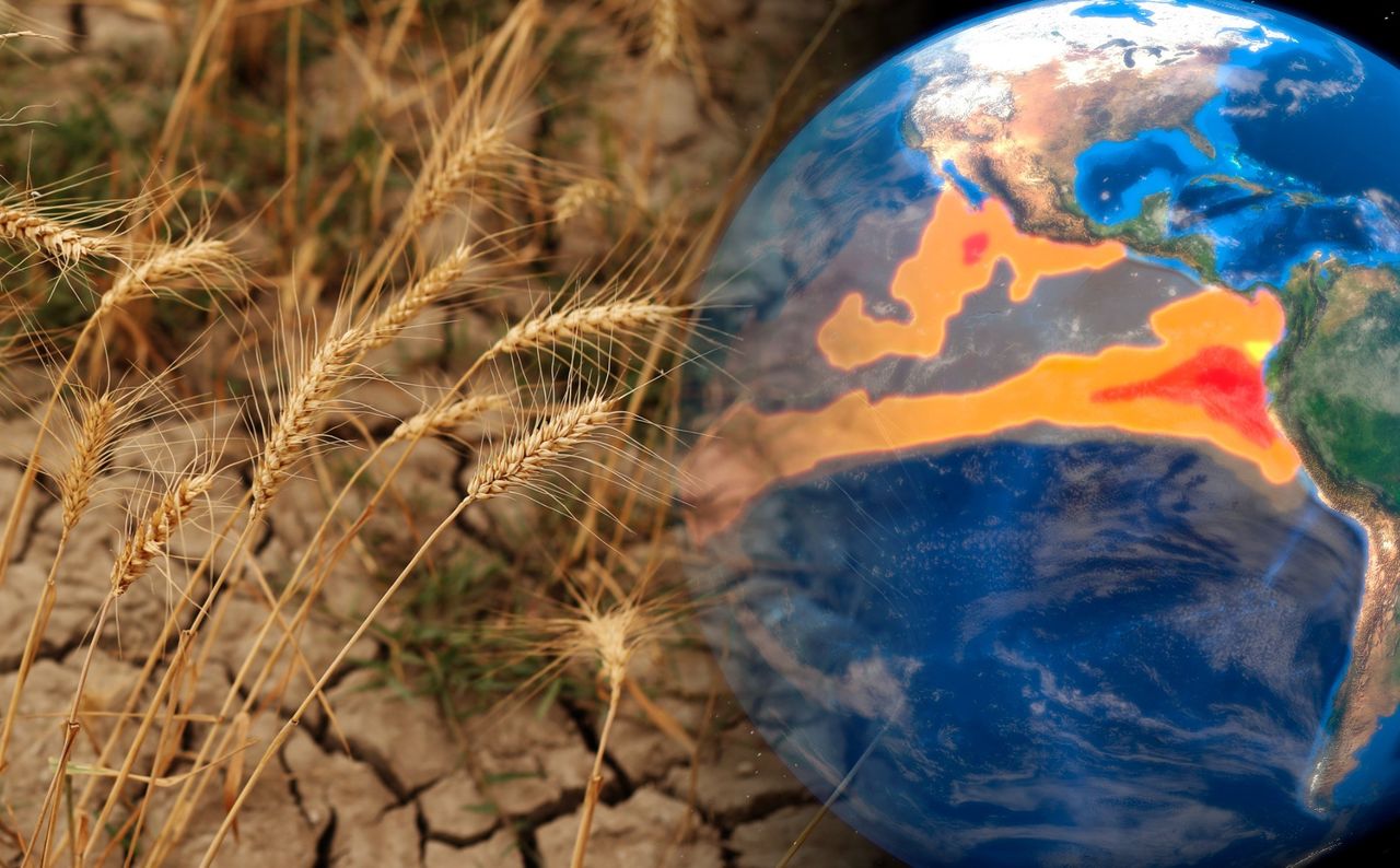 El Nino namiesza na rynku żywności? Jest ważny komunikat