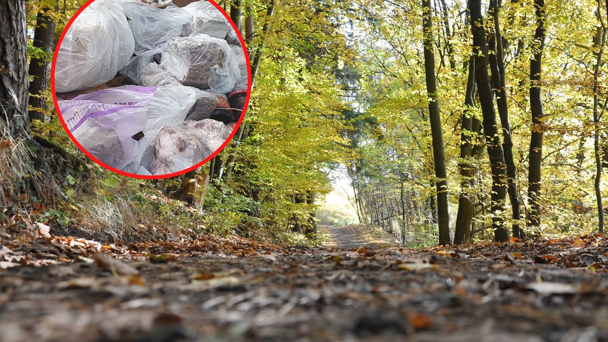 Pan Sławomir natknął się w lesie na białe torby z surowym mięsem