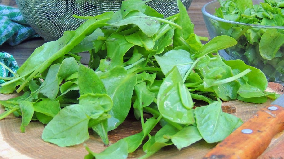 Już z końcem kwietnia rozpocznie się sezon na szczaw