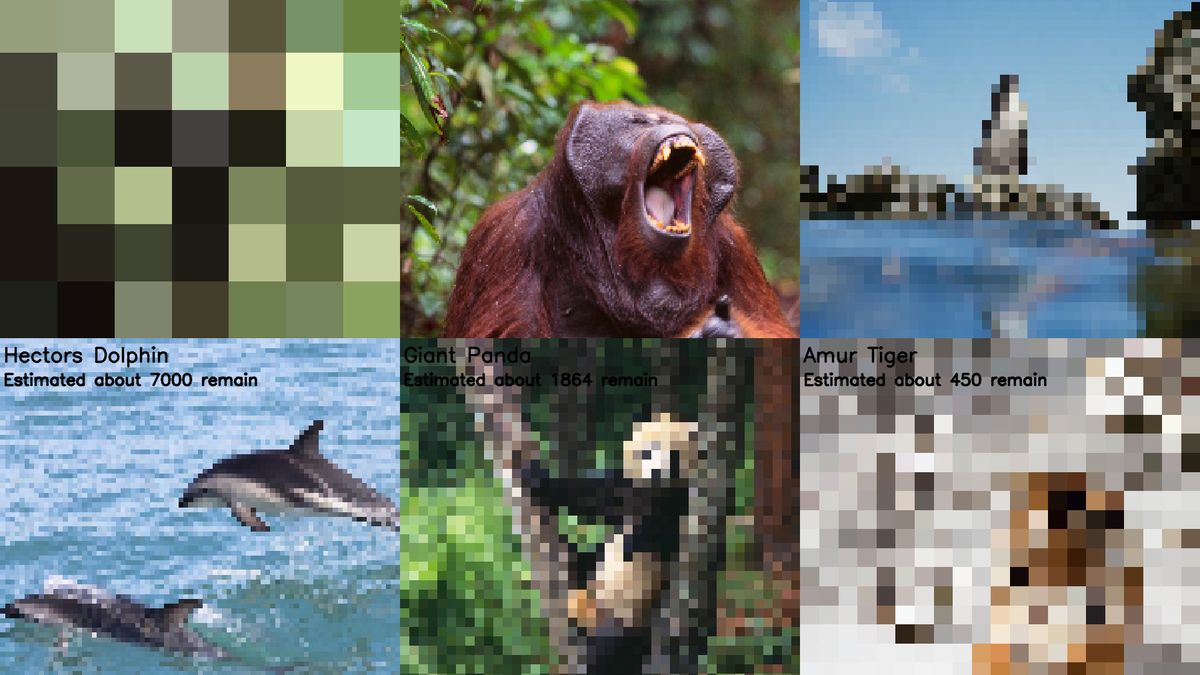 Zmiany klimatyczne na zdjęciach. Każdy piksel to 1 osobnik zagrożonego gatunku 1