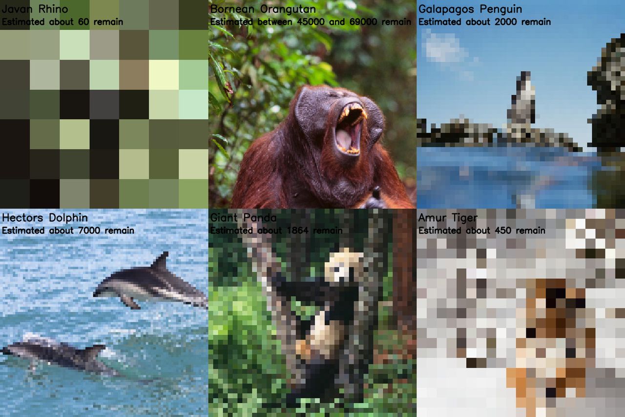 Zmiany klimatyczne na zdjęciach. Każdy piksel to 1 osobnik zagrożonego gatunku