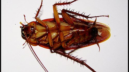 Oprogramowanie zdradza sekrety biegu karaluchów 1