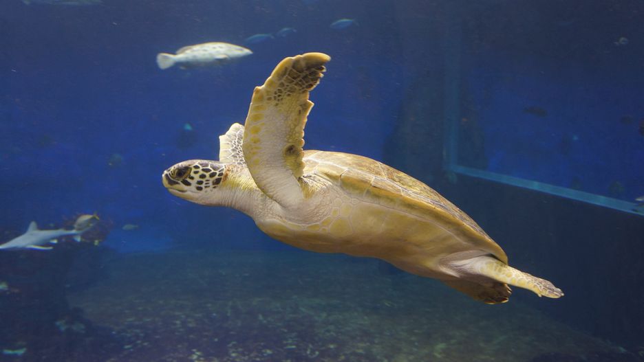 Wrocław. Stefan, żółw z wrocławskiego ogrodu zoologicznego to zwierzak z charakterem. Jest ulubieńcem opiekunów i gości Afrykanarium (ZOO Wrocław)
