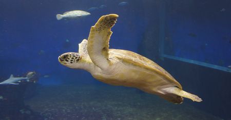 Wrocław. O Stefanie, który lubi mizianie. Przygody żółwia z Afrykarium