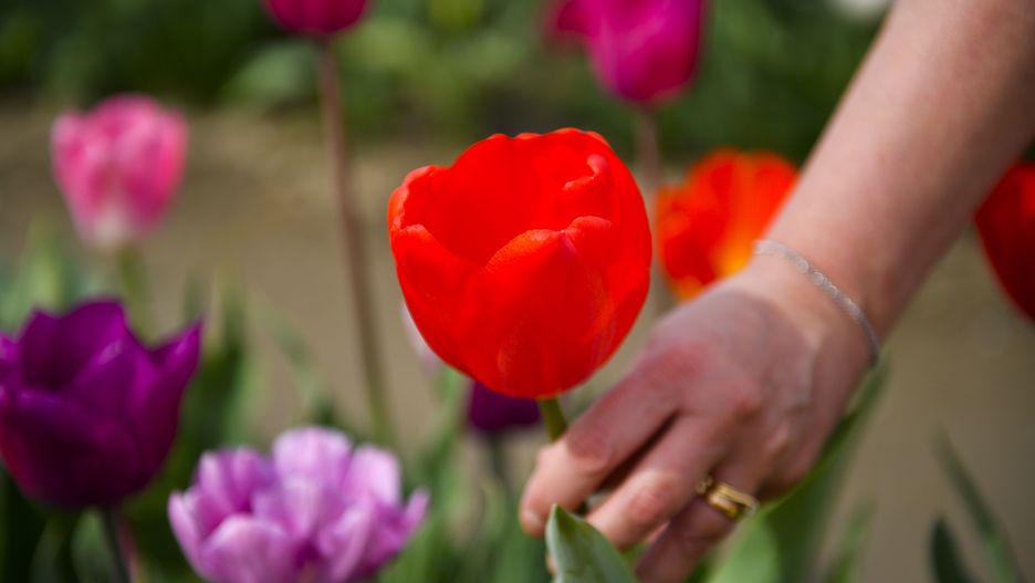 GRUGLIASCO, ITALY - APRIL 04: Hand of visitor they collect a Tulips flower in a field of "Tulipani Italiani" tulips at the Agriturismo Cascina DUC farm on April 04, 2024 in Grugliasco, Italy. The u-pick Italian Tulips garden was launched by the Dutch Nitsuhe Wolanios and her partner Edwin Koeman in 2017 and is the first tulip u-pick field in Italy, for a fee visitors visit the garden, pick tulips and take selfies and photographs. (Photo by Stefano Guidi/Getty Images)