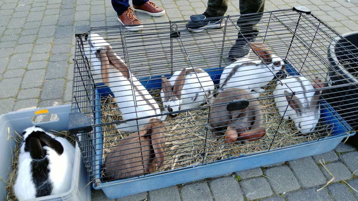Zwierzęta na Targu Pod Zamkiem
