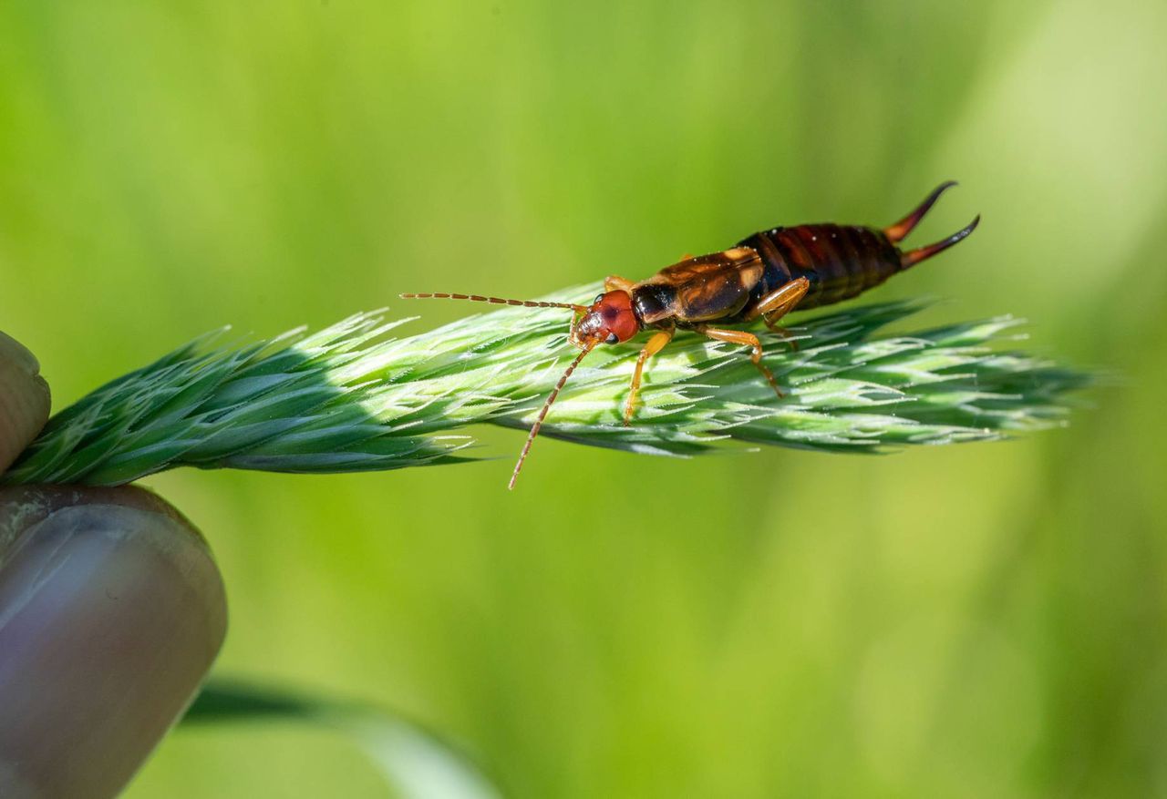 Wchodzą do domów. Ich obecność to wyraźny znak