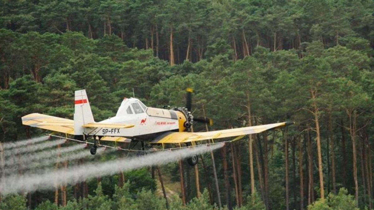Leśnicy muszą zmierzyć się z poważnym problemem