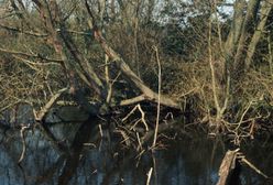 Katowice. Kolejne zwłoki wyłowione ze stawu. Unosiły się na wodzie 10 m od brzegu