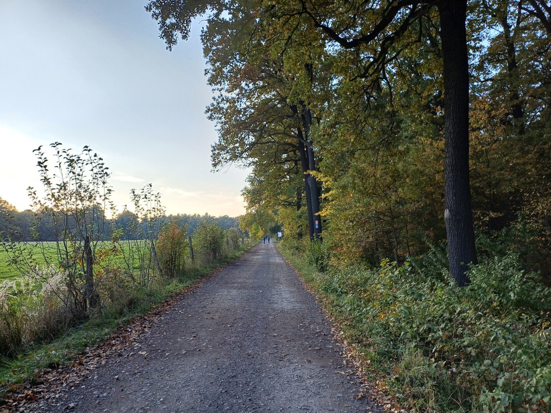Miechowicka Ostoja Leśna w Bytomiu