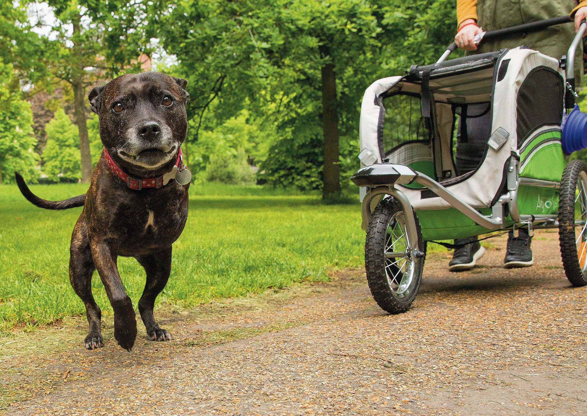 Fotografia uliczna z psami w roli głównej. Chris Porsz opowiada o "Barking" 11