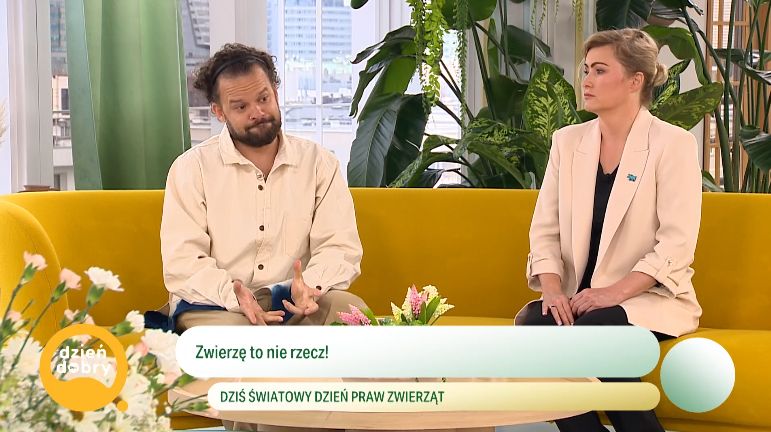 Michał Piróg w "Dzień Dobry TVN"