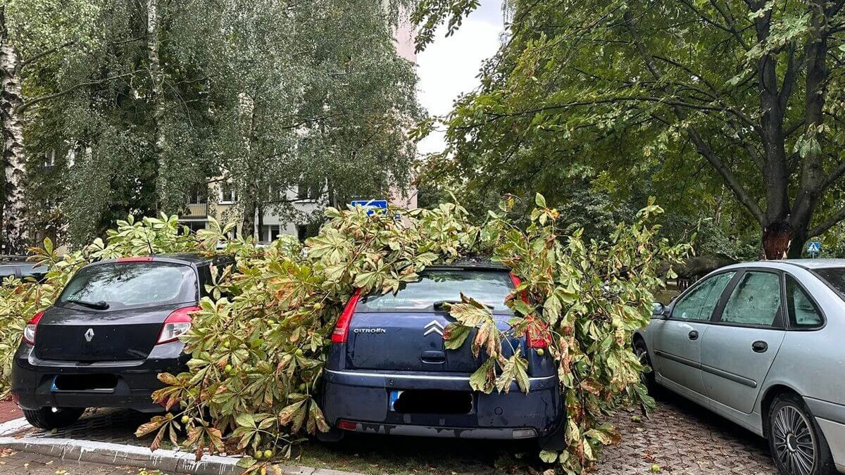 Drzewo przewróciło się na zaparkowane samochody przy ul. Śliwińskiego