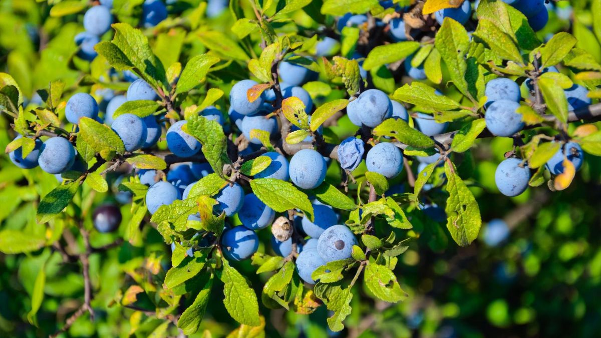 Tarnina występuje powszechnie w całej Europie [123rf.com]