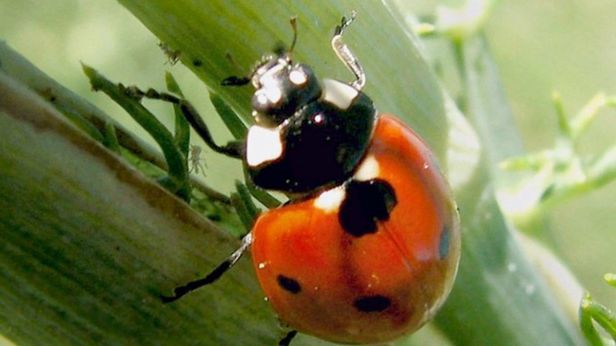 Chcesz zrobić zakupy, noś gotówkę. Biedronka na razie bez płatności mobilnych 1
