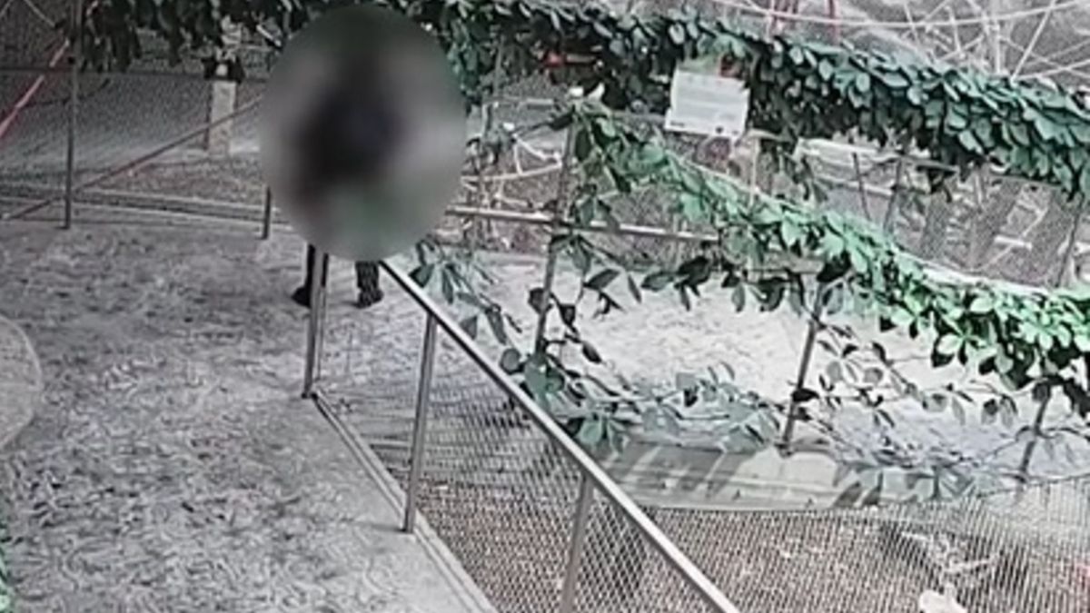 Nagranie z ZOO w Łodzi