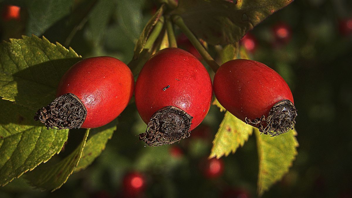 Owoce dzikiej róży to doskonałe źródło witaminy C