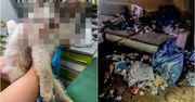 19-latka obiecywała, że zaopiekuje się kotkami. Zgotowała im straszny los