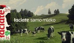 Łaciate kolejny raz promuje się hasłem  "Białe po mamie i zdrowe po byku"