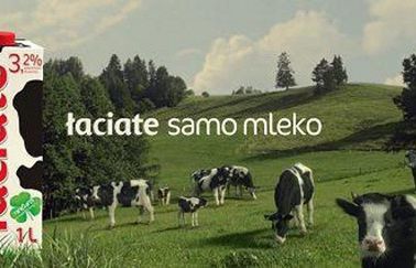 Łaciate kolejny raz promuje się hasłem  "Białe po mamie i zdrowe po byku"
