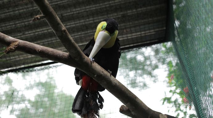 Tukan - bohater Kostaryki