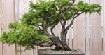 Bonsai - Małe drzewka dla bogaczy?
