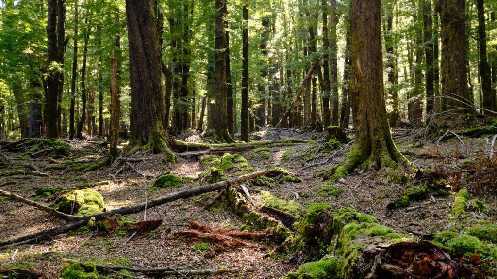 Tragiczny wypadek w USA