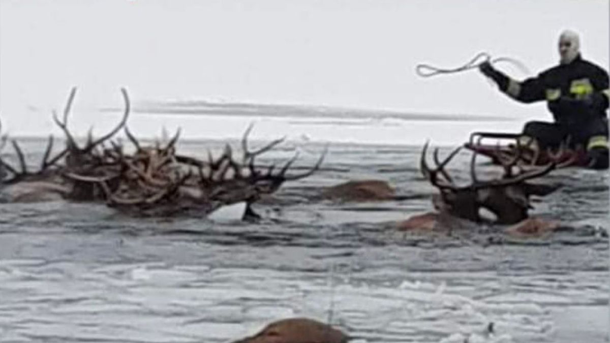 Lód załamał się pod stadem jeleni