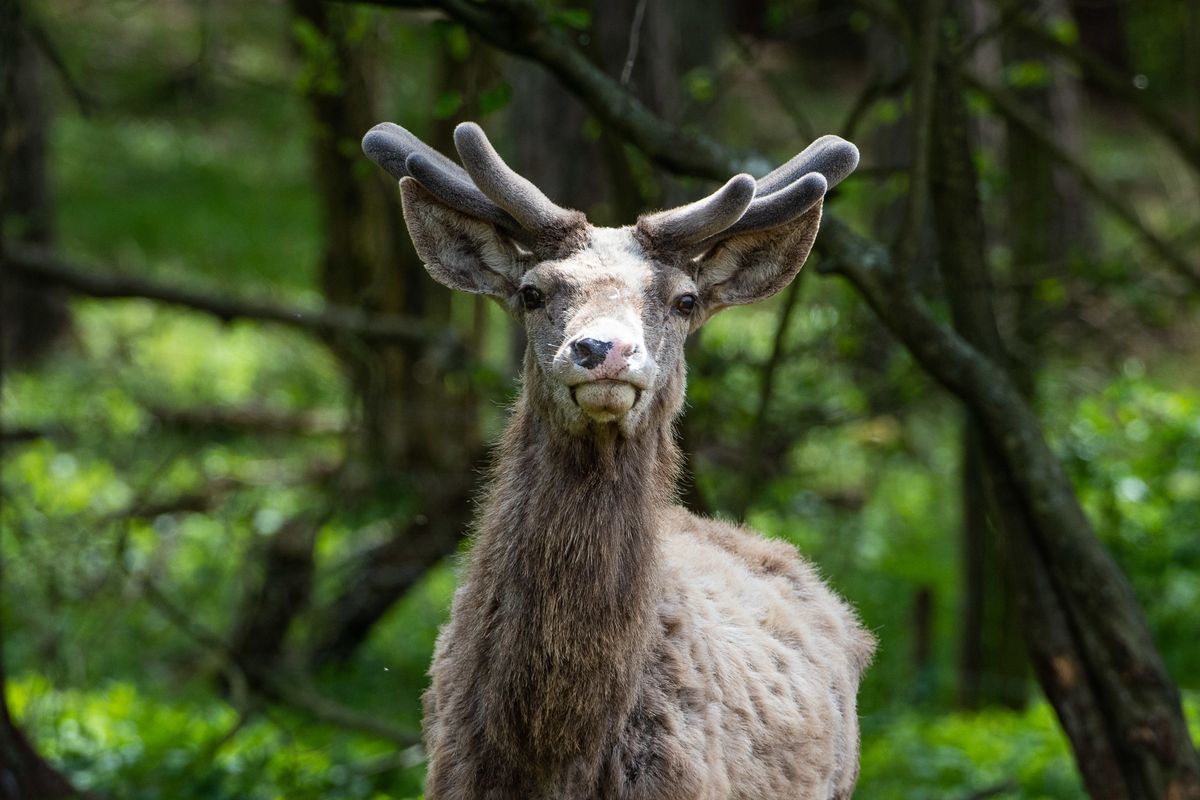 Grzybobranie. Zastrzelono jelenia, który kilka dni temu zaatakował cztery osoby w lesie pod Górowem Iławeckim