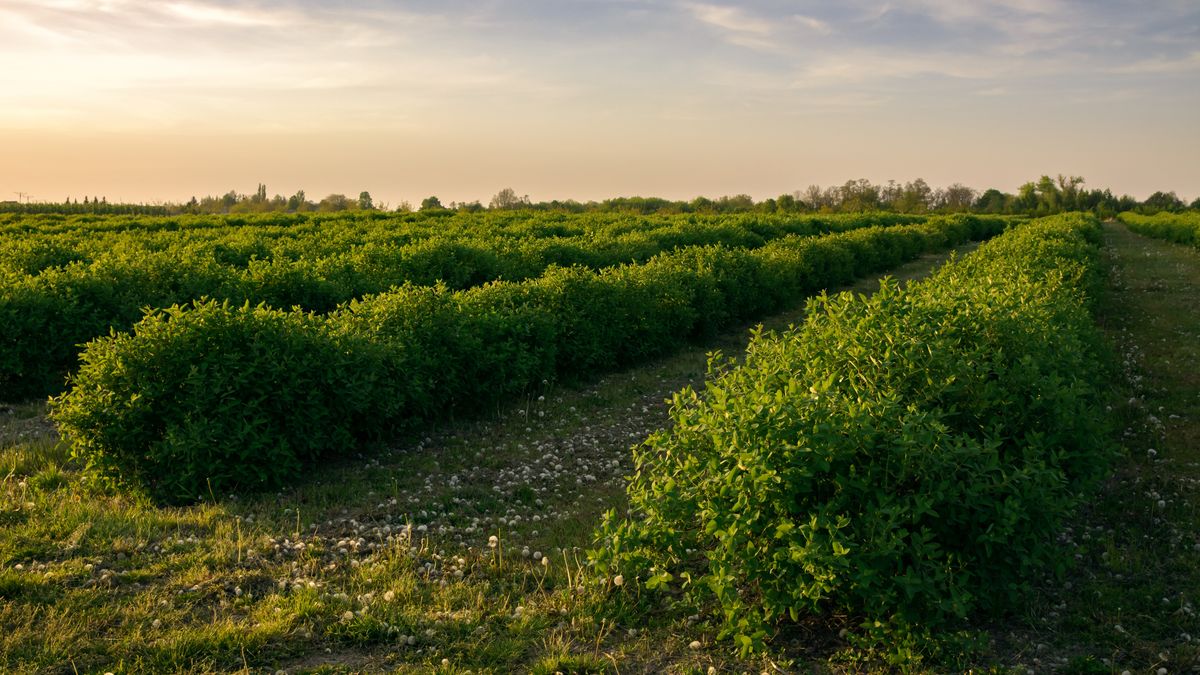 Samozbiory jagody kamczackiej na plantacjach w Polsce