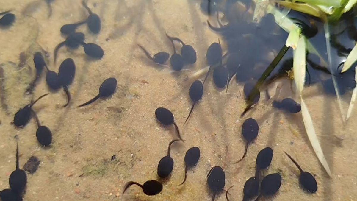 Pokazali, kto zamieszkał w oczku wodnym.