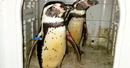 Ukradł z zoo dwa pingwiny. Sprzedał je na Facebooku