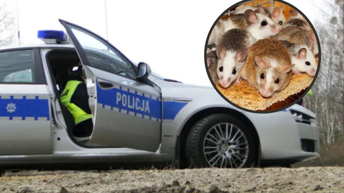 Środek na myszy okazał się śmiercionośny. Nie żyją dzieci