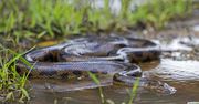 Natknął się na anakondę w strumieniu. Alarm wśród służb
