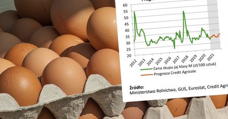 Produkcja mniej opłacalna. Ekonomiści wzięli pod lupę ceny jaj