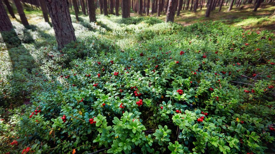 the whole lawn of ripe and fresh lingonberry in the forest, Vaccinium vitis-idaea
the whole lawn of ripe and fresh lingonberry in the forest, Vaccinium vitis-idaea
lingonberry, berry, Vaccinium, vitis-idaea, nutrition, food, collect, gather, forest, plant, ground, nature, natural, healthy, health, cowberry, foxberry, red, bilberry, edible, sour, whortleberry, huckleberry, evergreen, leave, good, wholesome, heather, outdoor, outside, field, meadow, lawn, branch, antioxidant, vitamin, ripe, season, wild, crop, harvest, seasonal, green, grass, fresh, juicy, fruit, lingonberry, berry, vaccinium, vitis-idaea, nutrition, food, collect, gather, forest, plant, ground, nature, natural, healthy, health, cowberry, foxberry, red, bilberry, edible, sour, whortleberry, huckleberry, evergreen, leave, good, wholesome, heather, outdoor, outside, field, meadow, lawn, branch, antioxidant, vitamin, ripe, season, wild, crop, harvest, seasonal, green, grass, fresh, juicy, fruit