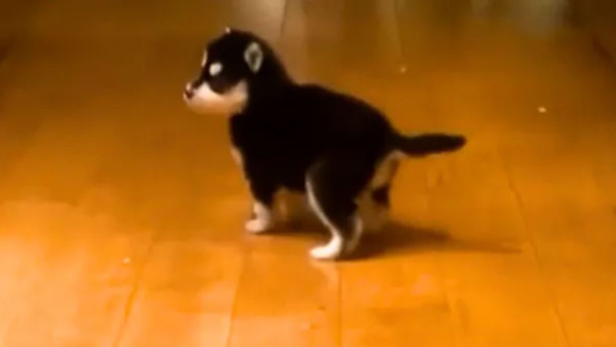 Okazyjnie sprzedał jej szczeniaka pomeraniana
