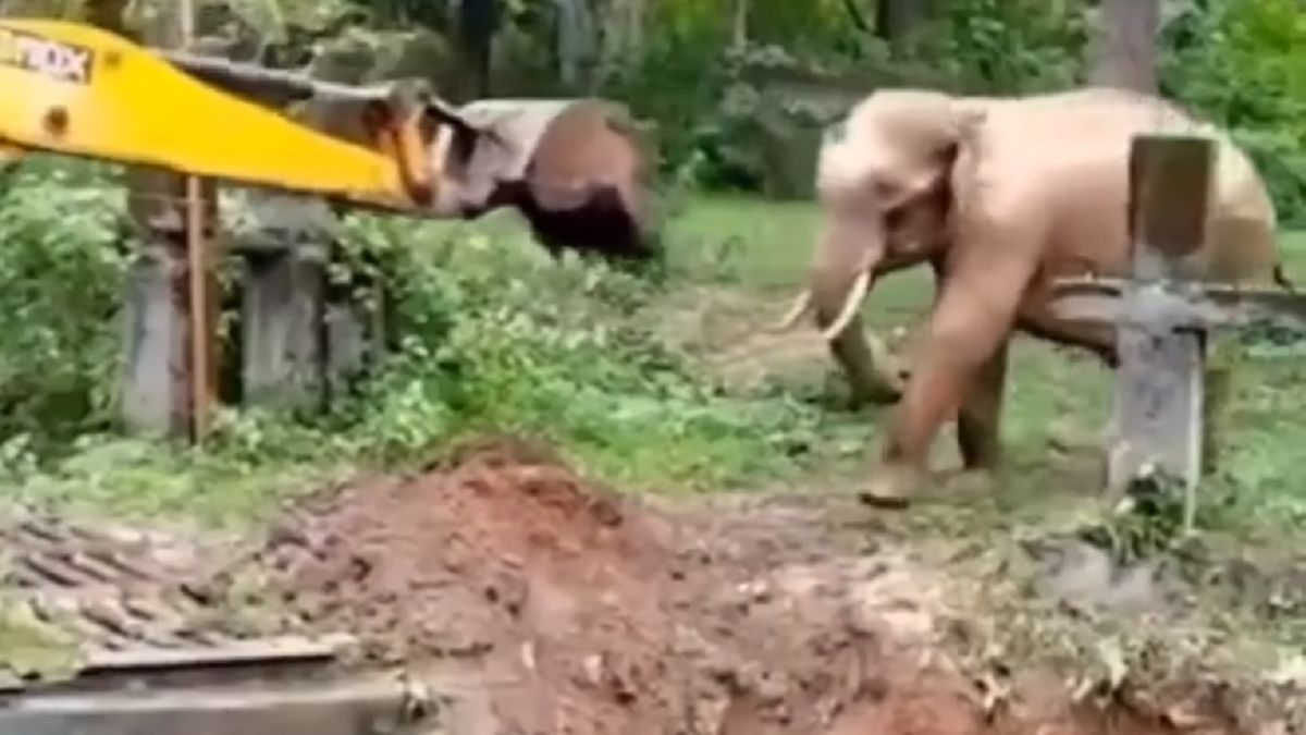 Uratowany słoń nie krył wdzięczności