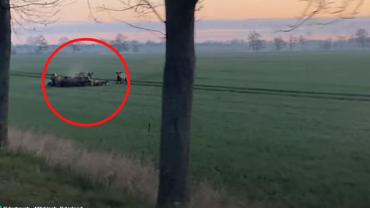 Nagranie z Niemiec niesie się po sieci.