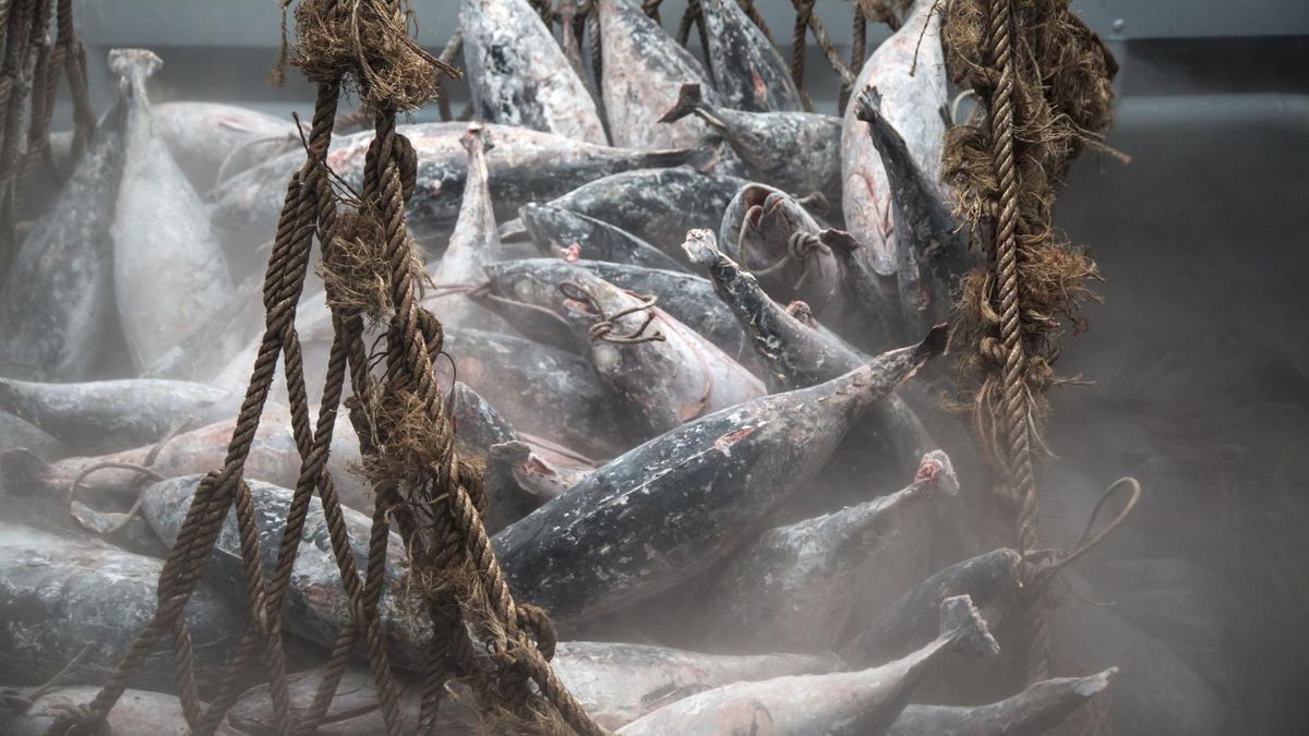 Sztuczne hodowle ryb