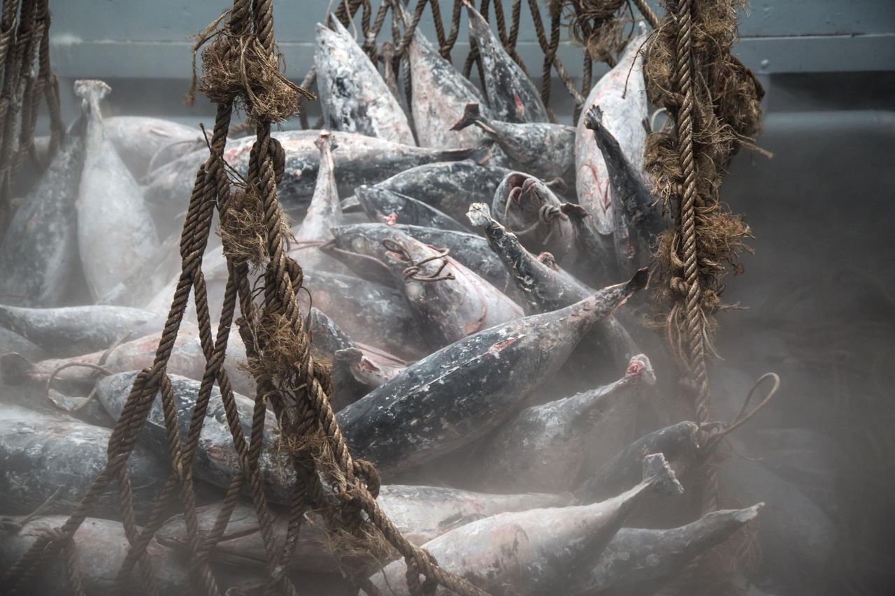 Ryby, które są szkodliwe dla zdrowia. Lepiej wyeliminować je z diety