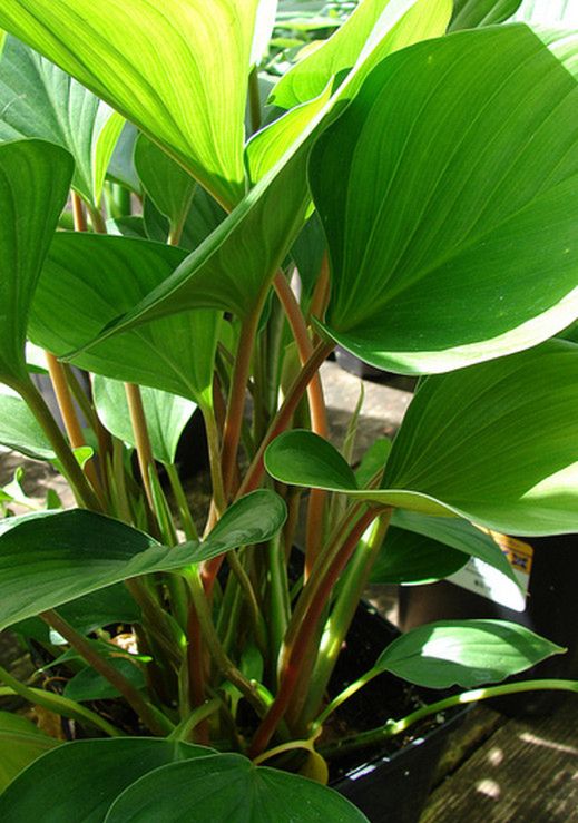 Filodendron