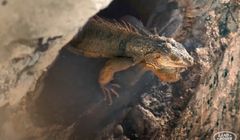 Land Rover z nową reklamą, w której nie ma samochodu (wideo)