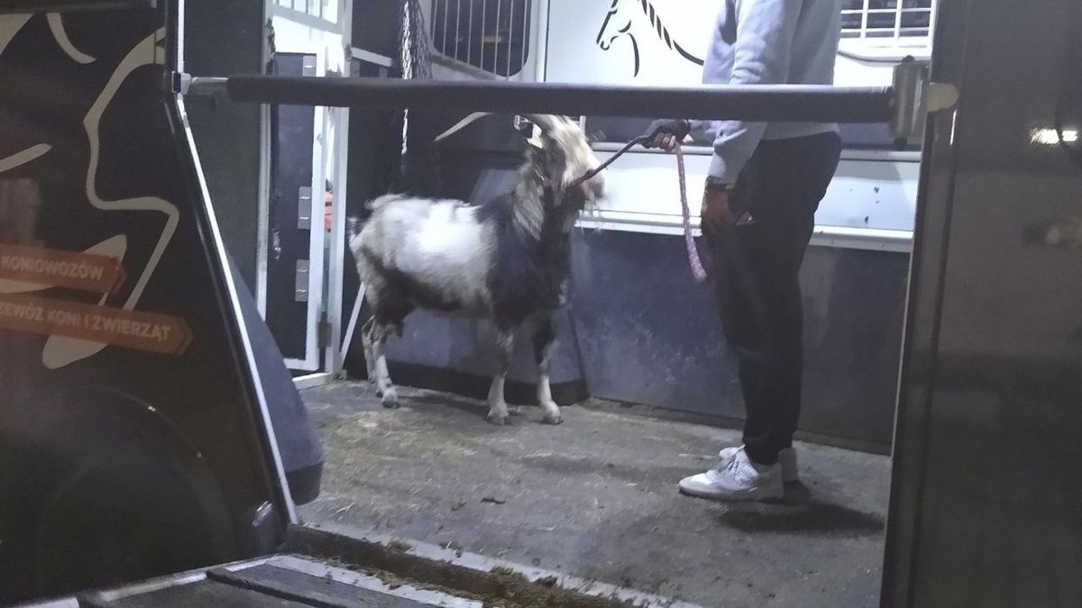 Cap i jałówka z Zakopanego znalazły nowy dom na "Rogatym Ranczu"