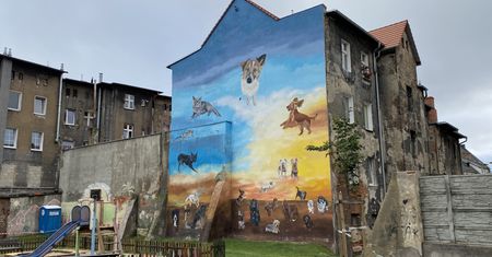 Warszawa. "Czipujcie, sterylizujcie, pilnujcie, dbajcie". Apel do właścicieli zwierząt