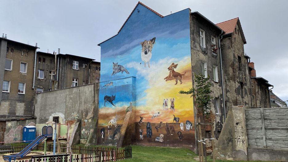 Warszawa. Psy w stolicy można bezpłatnie zaczipować i wysterylizować. No i trzeba o nie dbać, by do schroniska trafiały tylko te, które niefortunnie zgubiły się właścicielom 